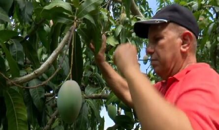 Comenzarán a exportar mango a Rusia desde Cienfuegos